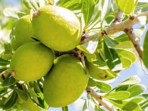 Argan oil - effect, ingredients, origin and application