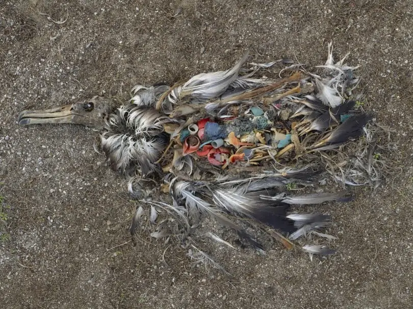 Plastic waste kills animals in the sea and on land