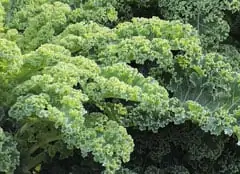 Kale for a strong immune system