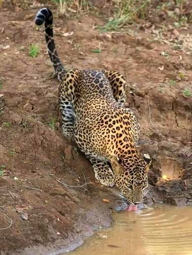 Sri Lanka Yala National Park - Travel Experiences