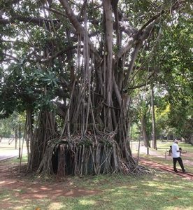 Sri Lanka travel experience - Between plastic waste and tourism