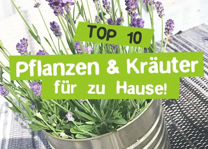 10 gesunde Pflanzen & Kräuter zum selber machen