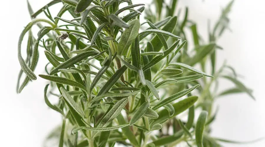 Rosemary - Healthy plants to grow yourself