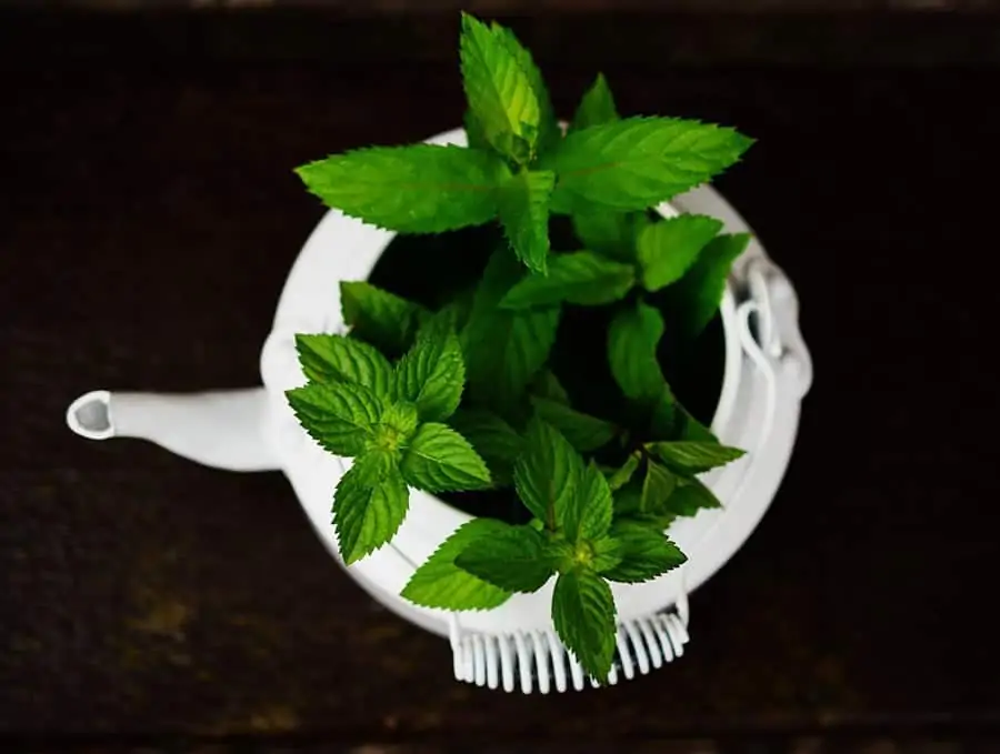 Planting herbs and plants at home yourself - peppermint