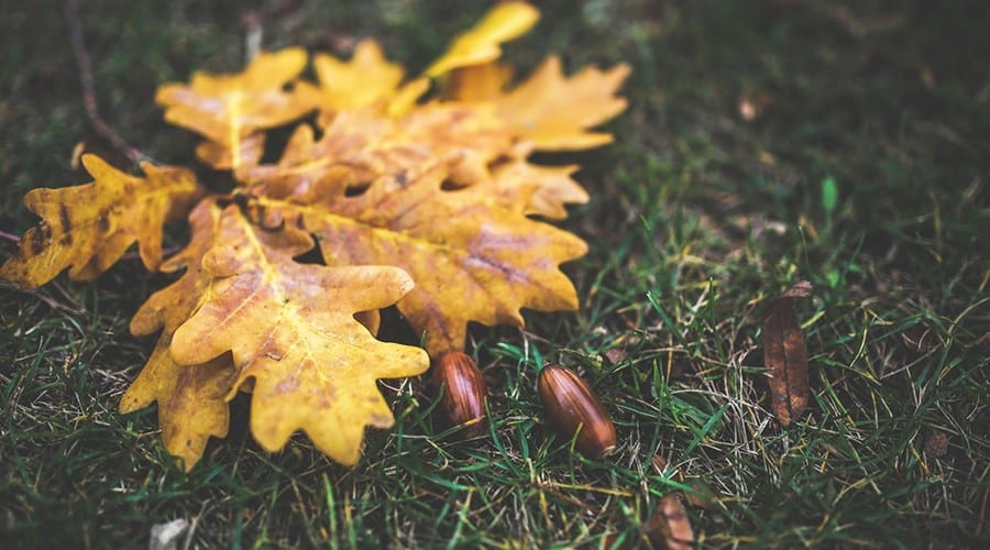 Make deodorant yourself - deodorant from oak leaves