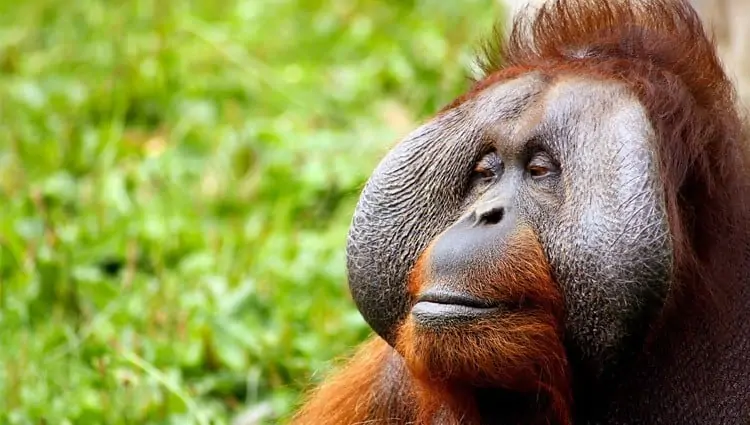 How palm oil destroys rainforests