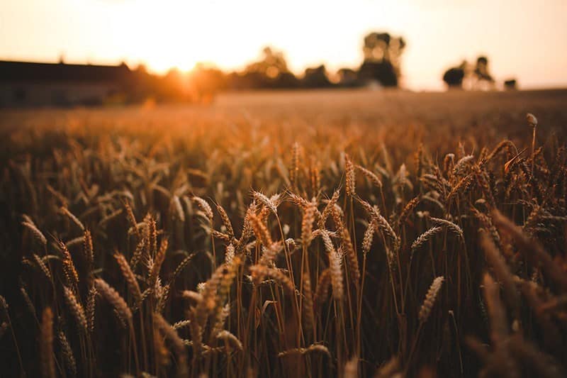 Heuschnupfen - Häufigste Allergien in Deutschland