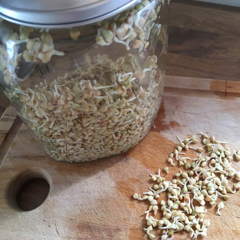 Buchweizenkeime Buchweizen keimen Buchweizen Müsli Rezept