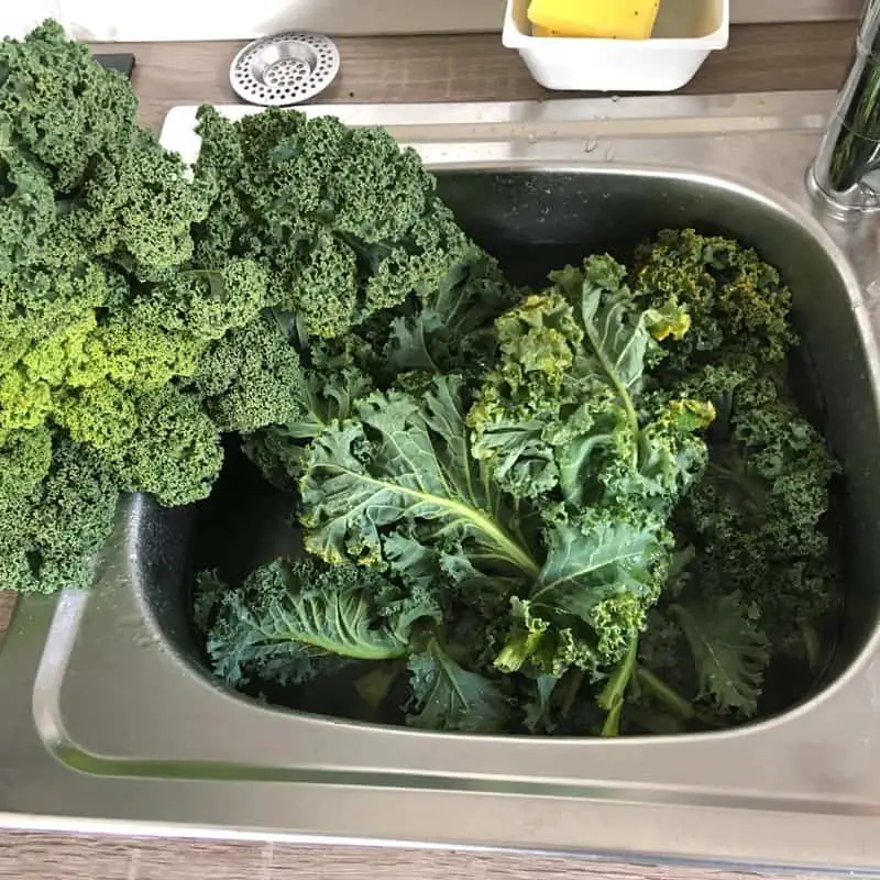 Kale Make your own kale chips