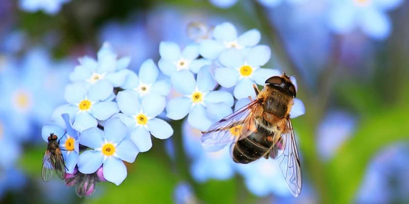 Bee meadow garden bee friendly design with forget-me-nots