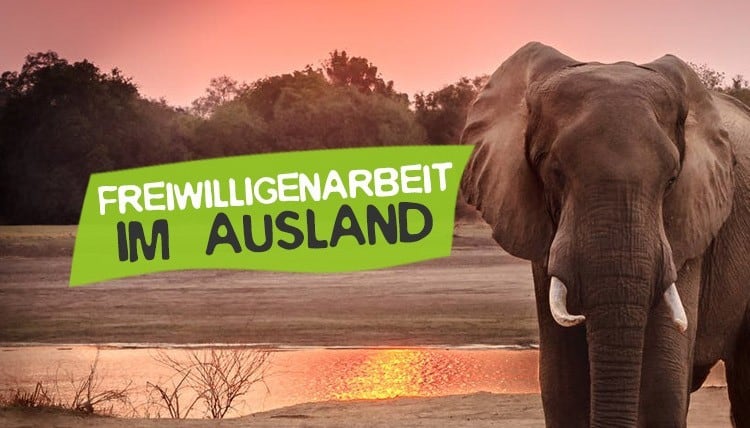 Freiwilligenarbeit Im Ausland Umwelt Tierschutz Careelite