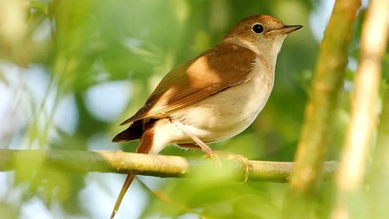 Nightingale song bird male video