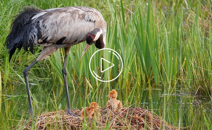 Cranes chicks birth nest