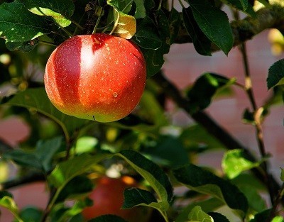 Apple tree - food regrowth