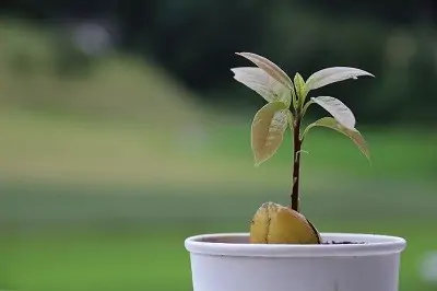 Avocado tree - food propagate