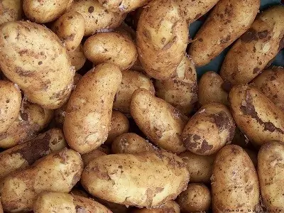 Kartoffeln - Lebensmittel vermehren