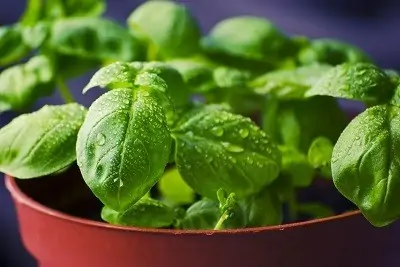 Herbs - food regrowth