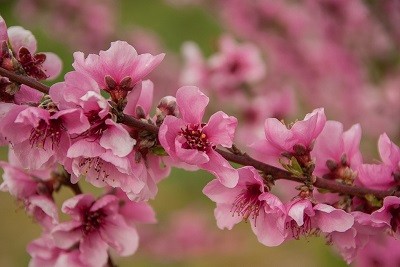 Peach fruit tree - food propagate