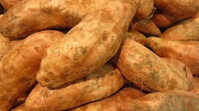 Süßkartoffeln - Lebensmittel vermehren