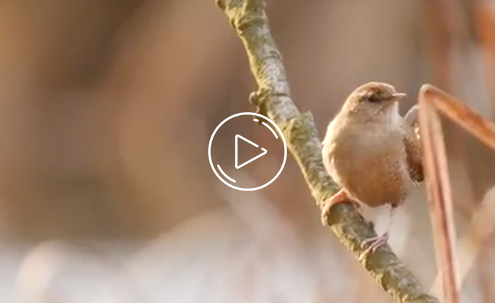 Wildlife Spring in Germany Video