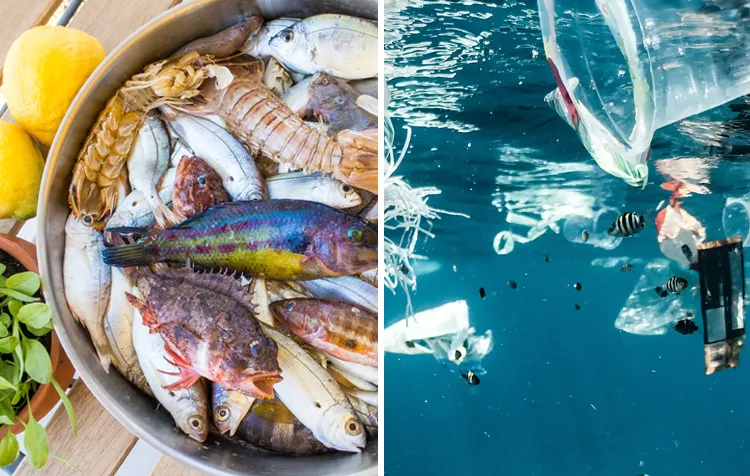 Plastic in the Food Chain – How Microplastics Entered The Food You Eat