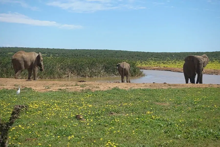 Addo Elephant National Park Selbstfahrer Safari Elefanten