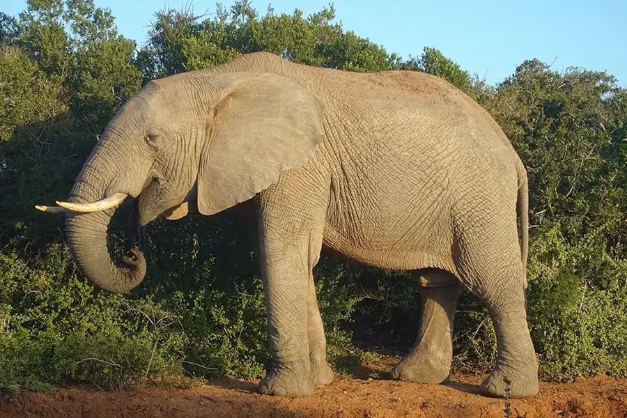 Addo Elephant National Park Self Drive Safari Elephant 