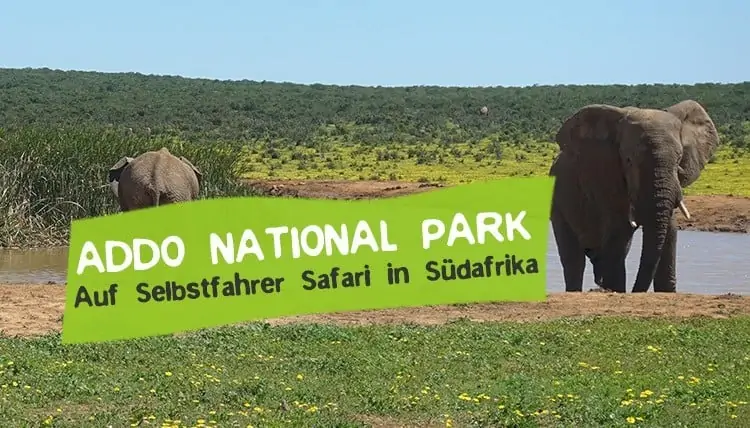 Self drive safari in Addo National Park in South Africa