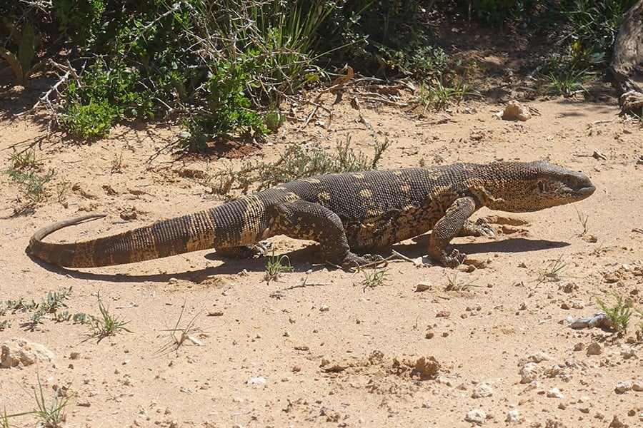 Addo Elephant National Park Selbstfahrer Safari Leguan 