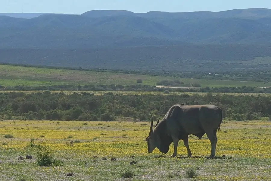 Addo Elephant National Park Self Drive Safari Kudu 