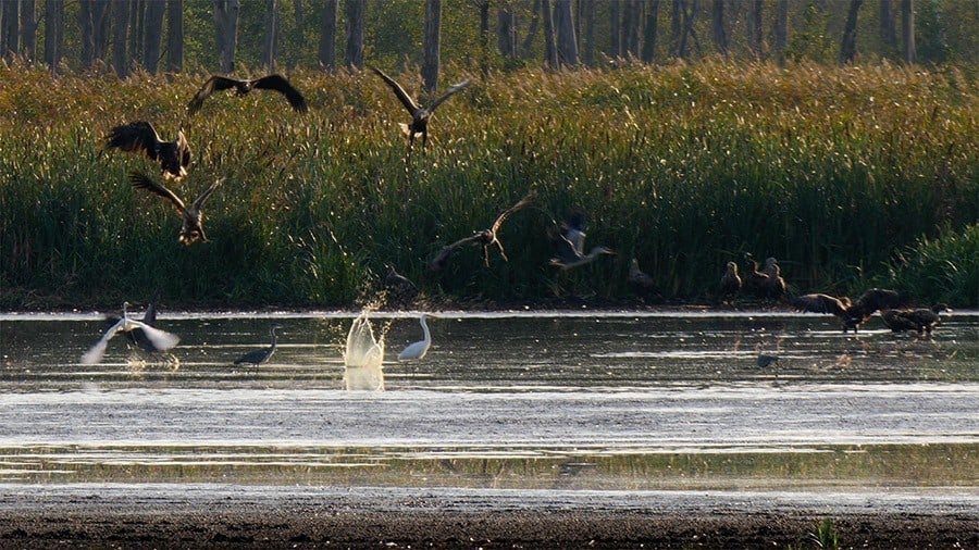 200 Seeadler im Peenetal am selben Ort