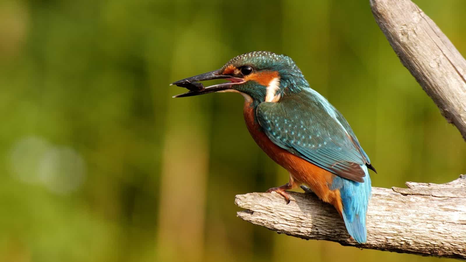 Im Revier des Eisvogels - Naturkurzfilm • CareElite