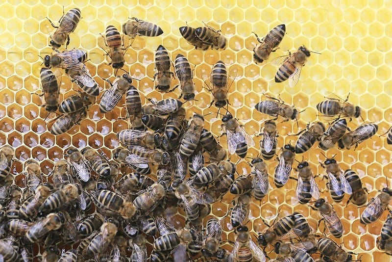 Bienenwachstücher selber machen - Tücher aus Bienenwachs