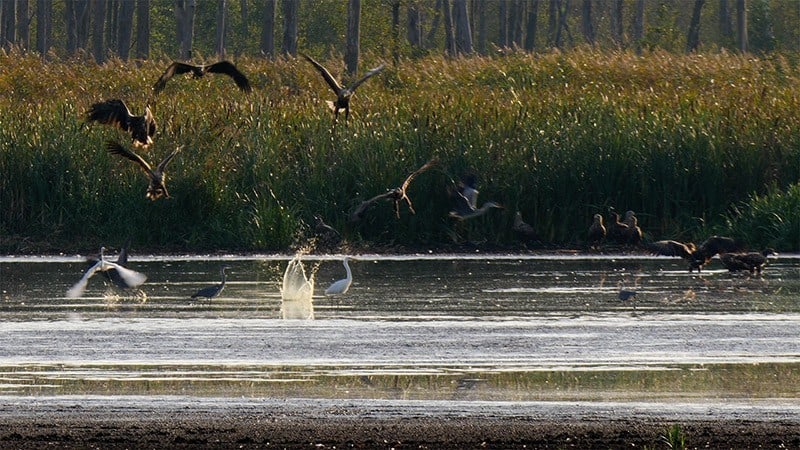 White-tailed eagle in the Peene Valley - Wildlife Highlights 2018