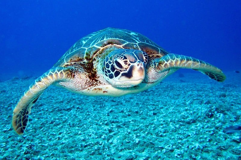 Mikroplastik im Meer und in der Umwelt