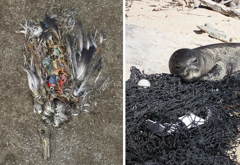 Folgen: Welchen Schaden richten Plastikabfälle im Meer und in der Natur an?