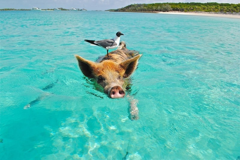 Vegan on vacation tips swimming pig