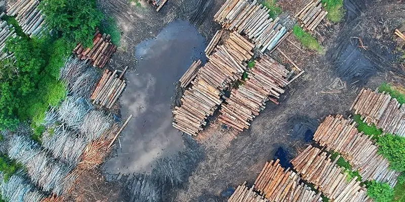 Umweltprobleme unserer Zeit- Ursachen und Lösungen - Abholzung