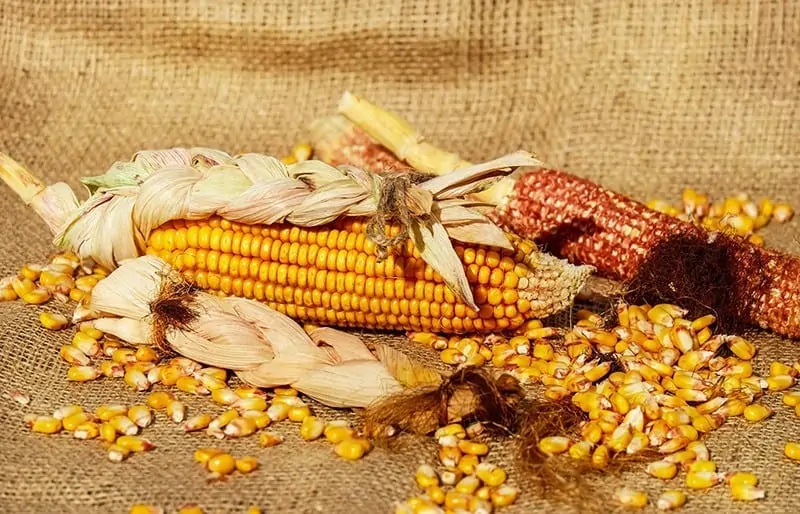 Corn starch - plastic alternative from research