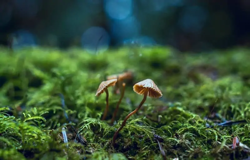 Mushrooms - plastic alternative from research