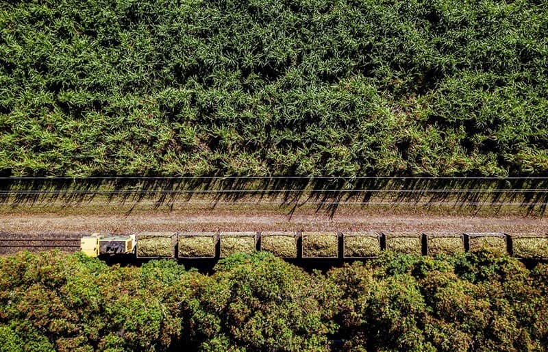 Sugar cane - plastic alternative from research