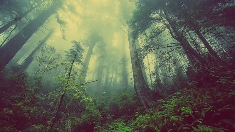 Abholzung von Wäldern als Umweltproblem