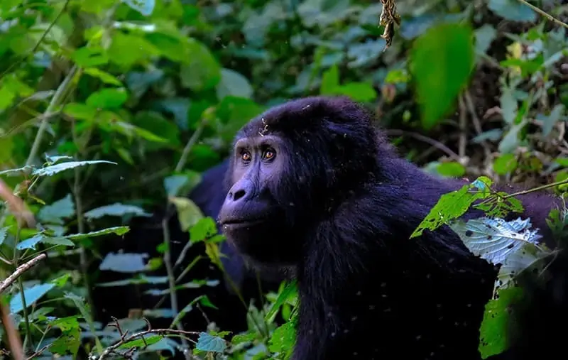 Species extinction - definition, causes, consequences & solutions