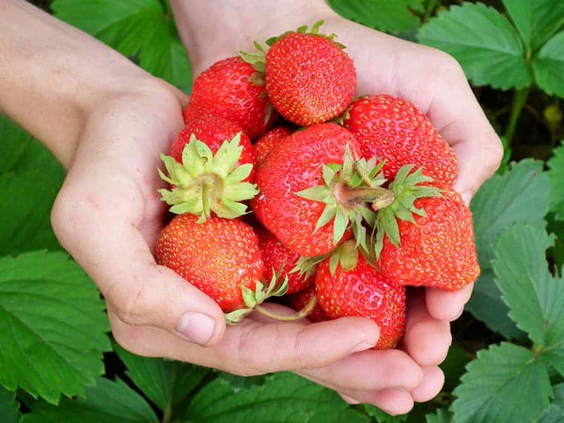 Nachhaltiges Gärtnern mit Gemüsegarten