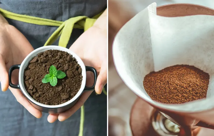 Reuse Coffee Grounds – Smart Ways To Repurpose Used Coffee Grounds