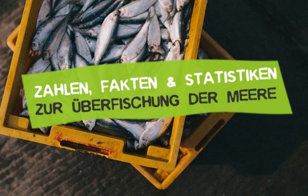 Überfischung Statistiken, Zahlen & Fakten 2022/2023 • CareElite