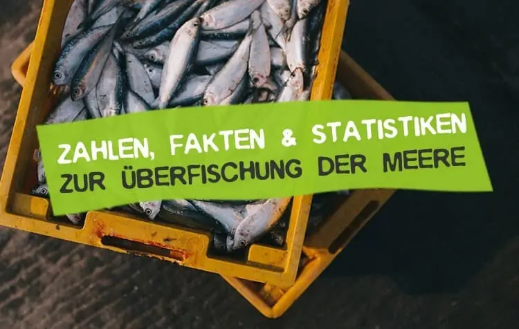 Statistiken Daten und Fakten zur Überfischung der Meere