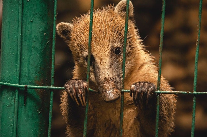 Haben Hunde und andere Tiere Gefühle und Emotionen?