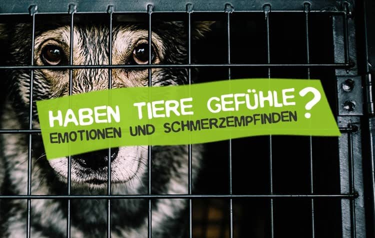 Haben Tiere Gefühle und Emotionen?