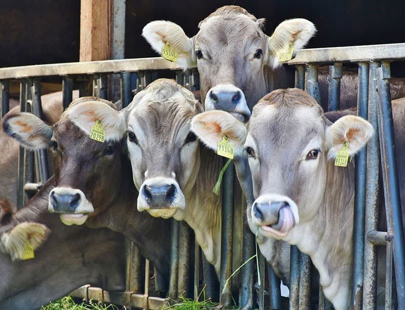 Haben Kühe und andere Tiere Emotionen, Gefühle und Schmerzempfinden?